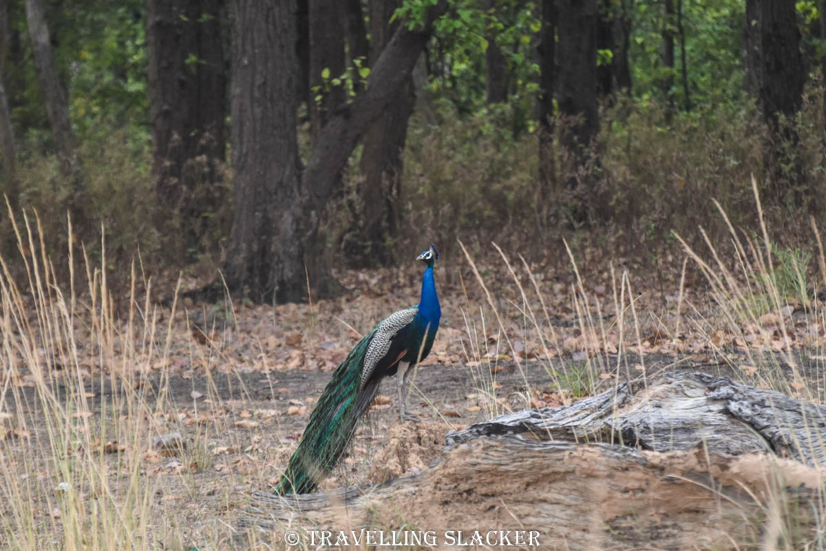 Kanha 57