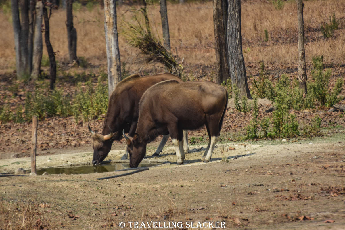 Kanha 58