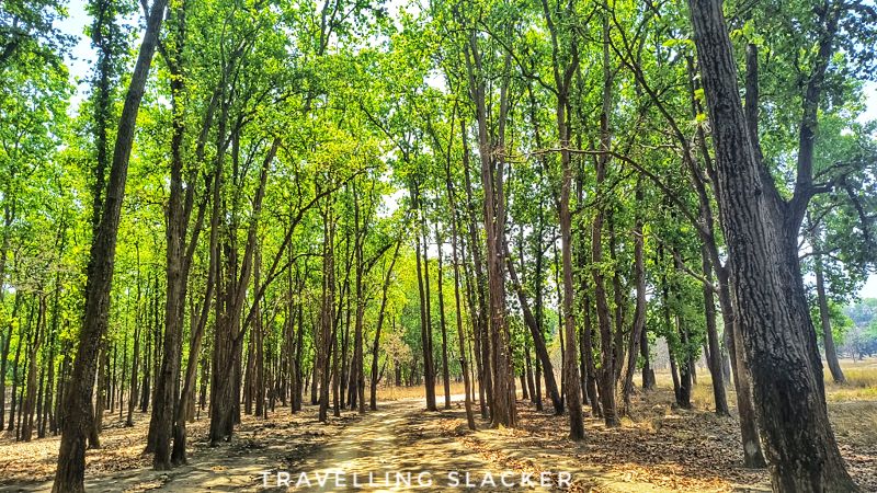 Kanha 7