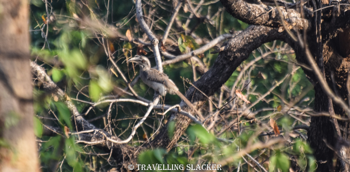 Bandhavgarh 4 1 Bandhavgarh 4 1