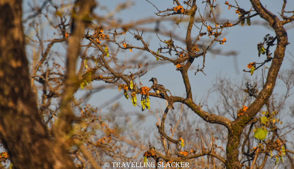 Bandhavgarh 5 Bandhavgarh 5