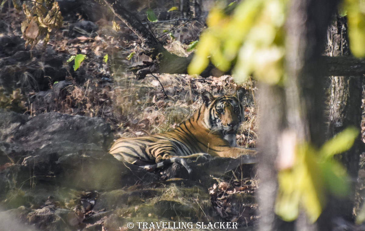 Bandhavgarh 8 Bandhavgarh 8