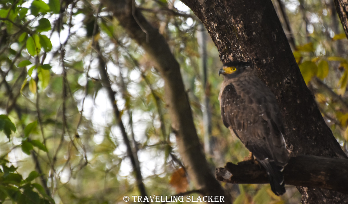 Bandhavgarh Bandhavgarh