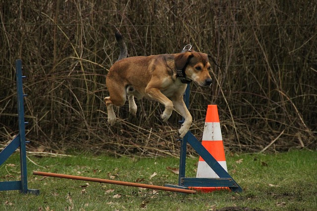 dog 83641 640