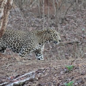 smritiiyer leopard 2236729 640